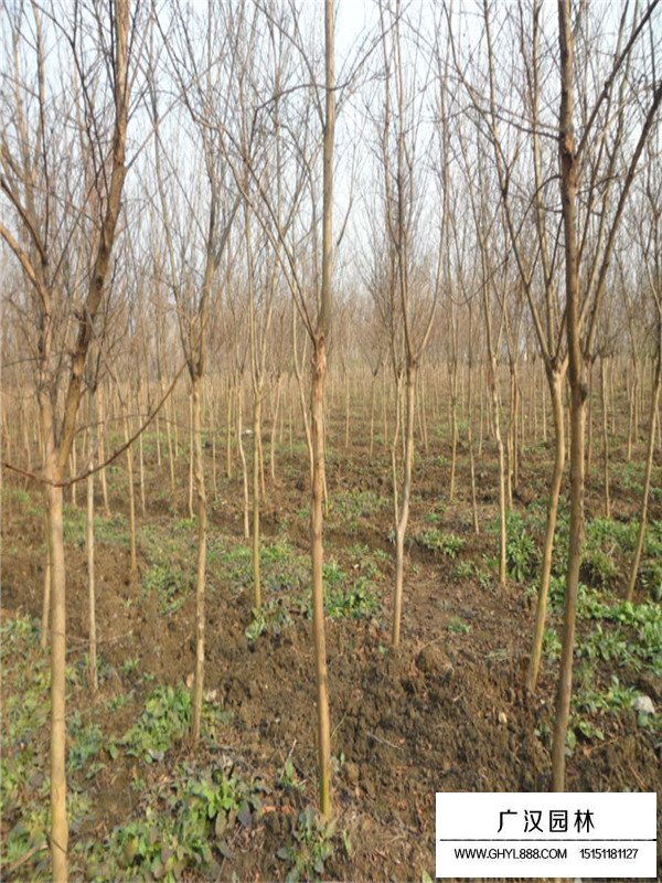紅花紫薇養殖方法(圖3)