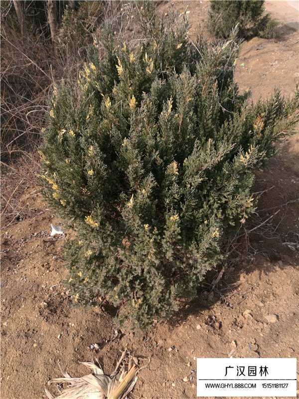 花柏球和鄶柏球的區別(圖2)