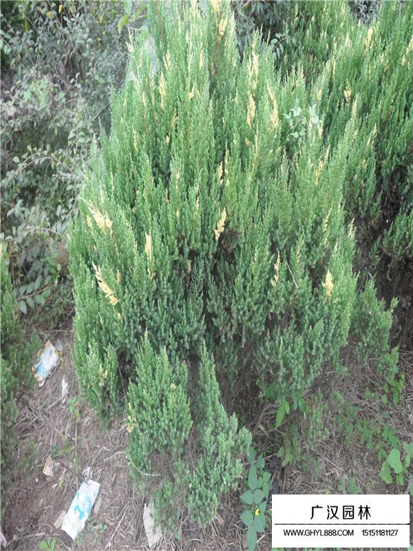 花柏球和鄶柏球區分(圖2)