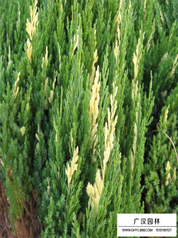 花柏球和鄶柏球區分(圖4)