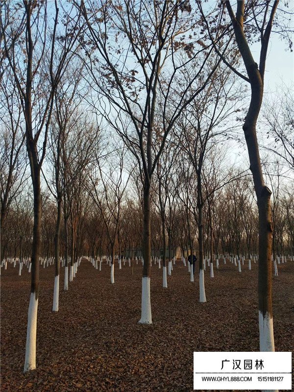 紅櫸是什么(圖4)