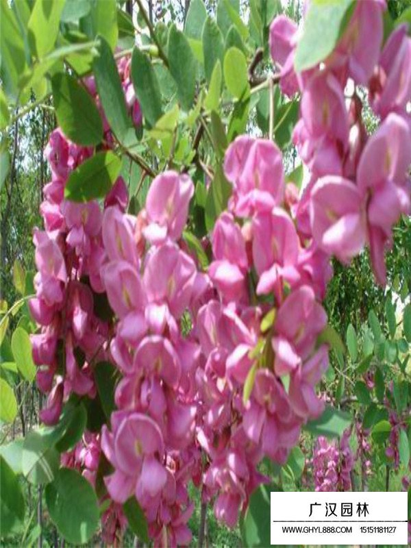 紅花槐繁衍方法(圖1)