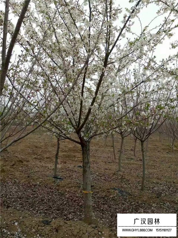 櫻花單櫻價格(圖1)