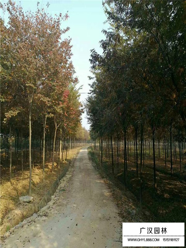 最新紅櫸樹價格(圖3)