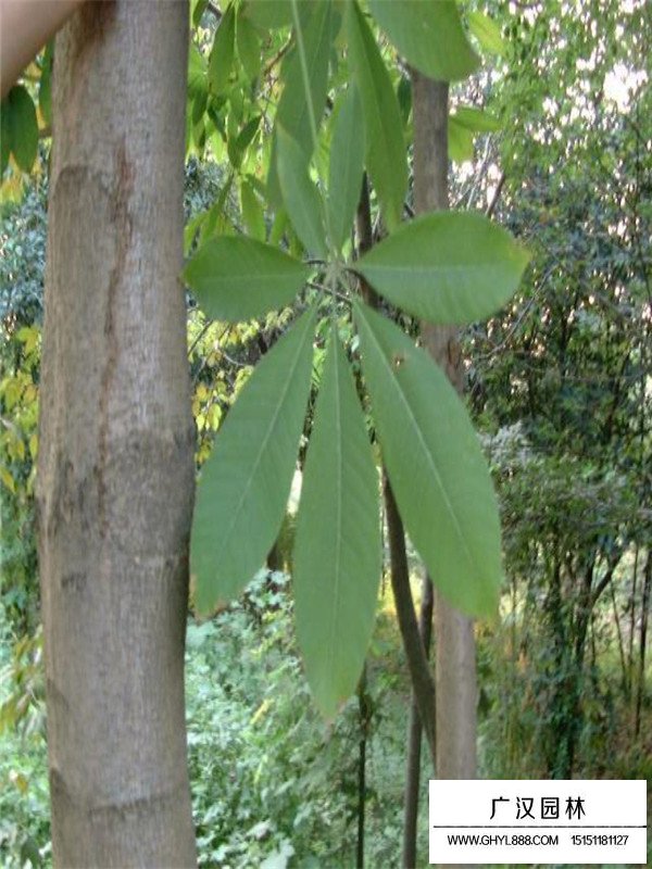 七葉樹修剪(圖1)