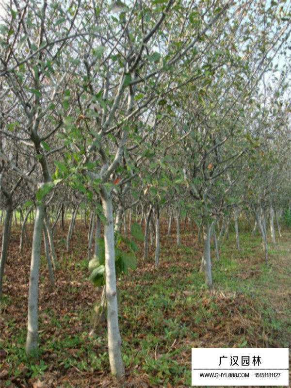 垂絲海棠管理及種植技巧(圖3)