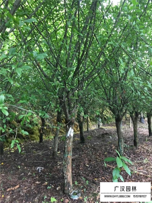 垂絲海棠管理及種植技巧(圖4)