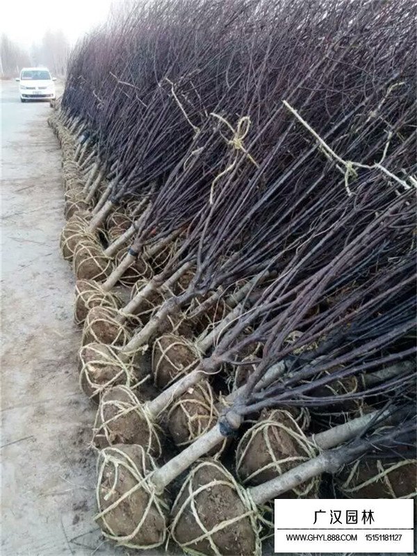 榆葉梅的管理及種植方法(圖4)