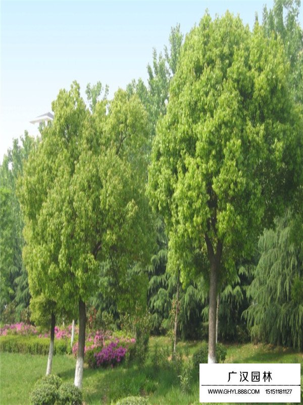 香樟樹苗子價格(圖4)