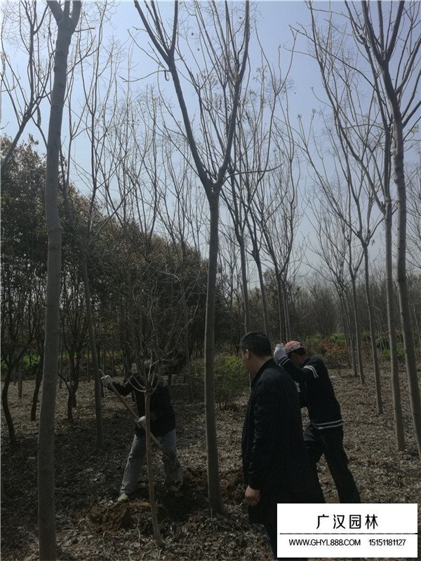 欒樹苗木批發(圖2)