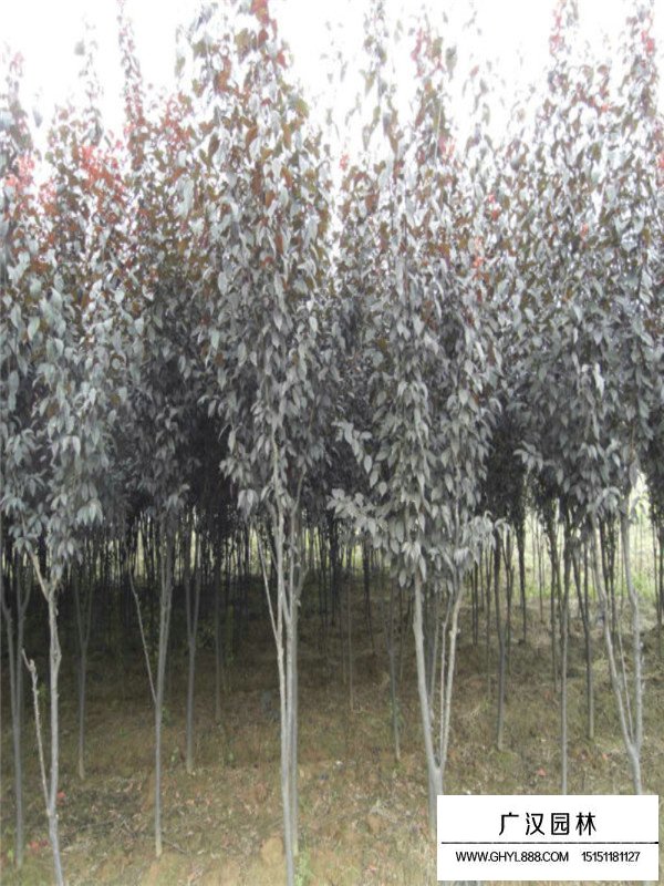 紫葉李種植技術(圖1)