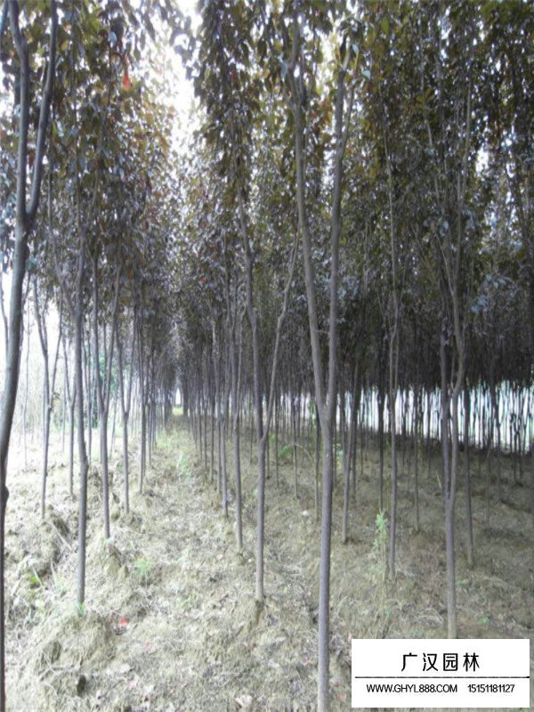紫葉李種植技術(圖2)
