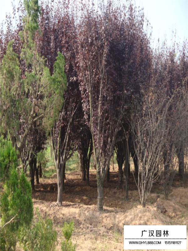 紫葉李種植技術(圖4)