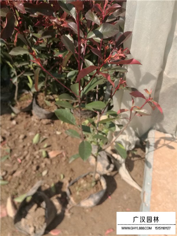 紅葉石楠的開花日期果期(圖3)