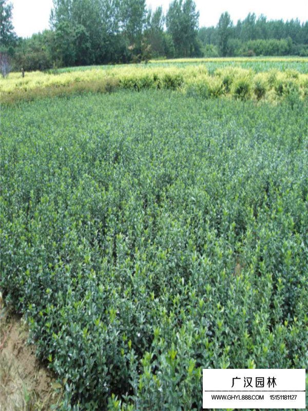 大葉黃楊是常綠植物嗎(圖1)