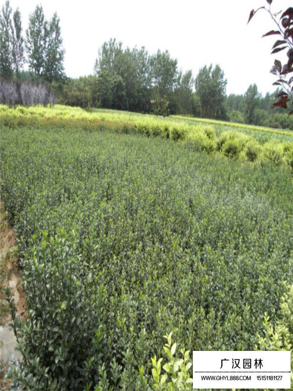 大葉黃楊是常綠植物嗎(圖2)