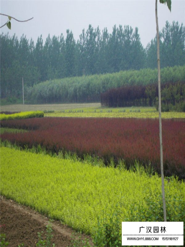 紫葉小檗盆景的養護(圖2)