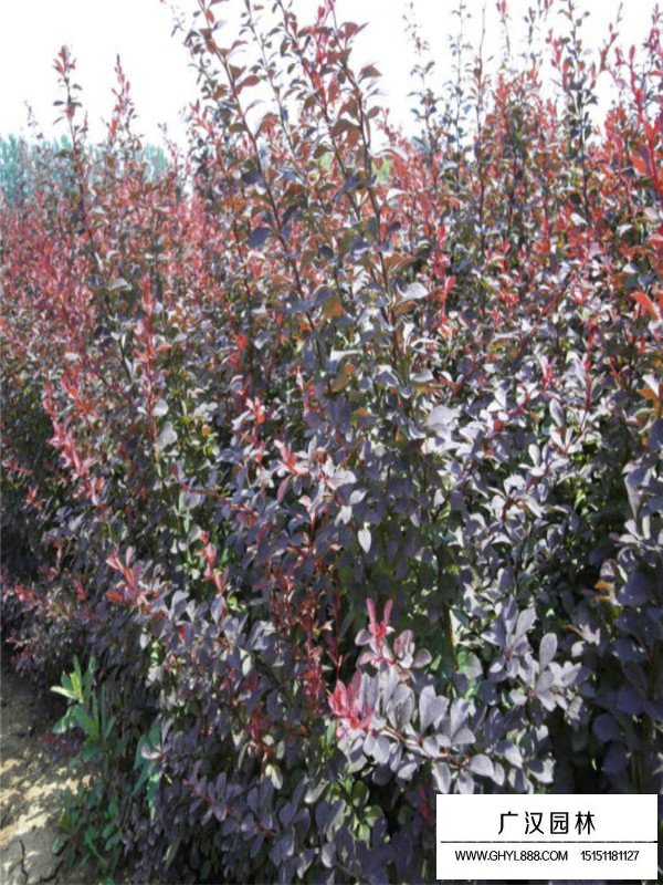 紫葉小檗盆景的養護(圖4)
