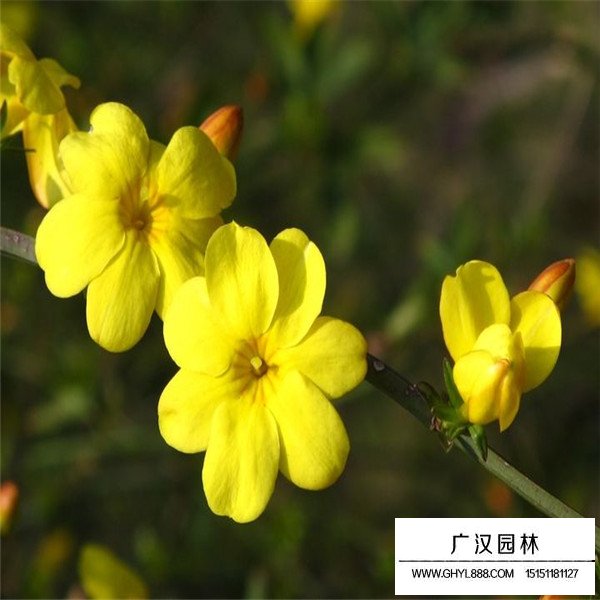 迎春大樹苗的價格(圖3)