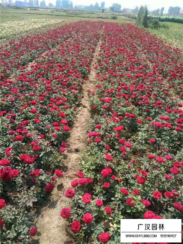 江蘇紅帽月季小苗培養基地(圖2)