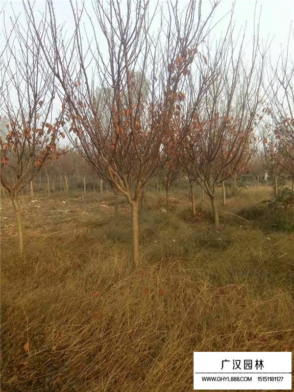 櫻花價格行情(圖4)