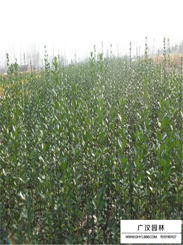 北海道黃楊管理及種植基地(圖1)
