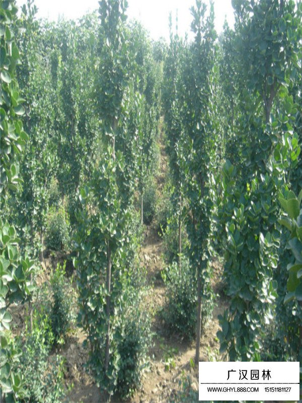 北海道黃楊管理及種植基地(圖2)