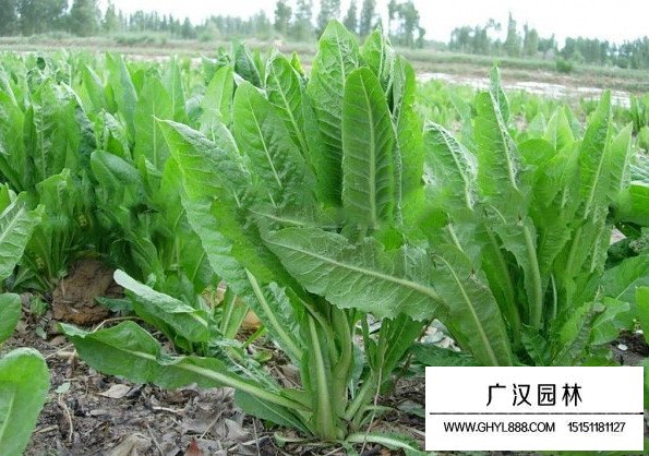 菊苣草田間種植精力時間(圖1)