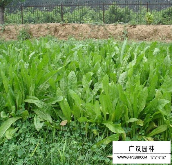 菊苣草田間種植精力時間(圖2)