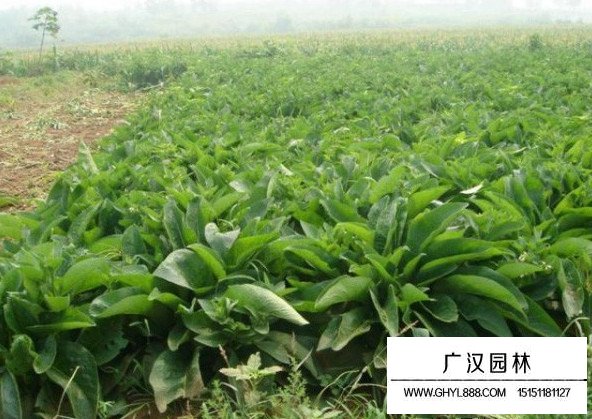 菊苣草田間種植精力時間(圖3)
