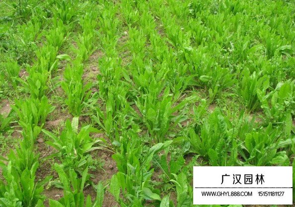 菊苣草田間種植精力時間(圖4)