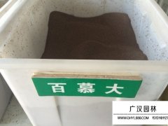 百慕大種子
