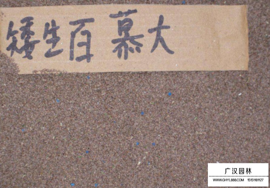 百慕大種子(圖3)