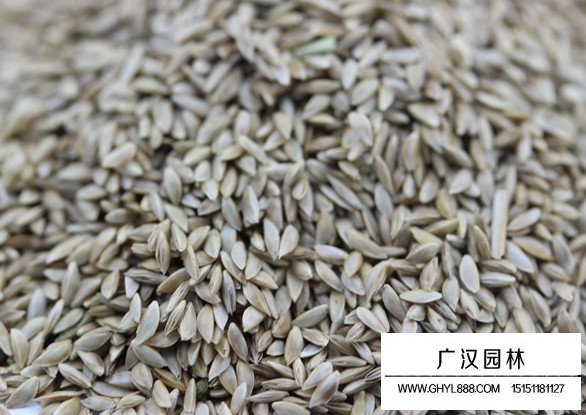 包衣帶殼狗牙根種子(圖1)