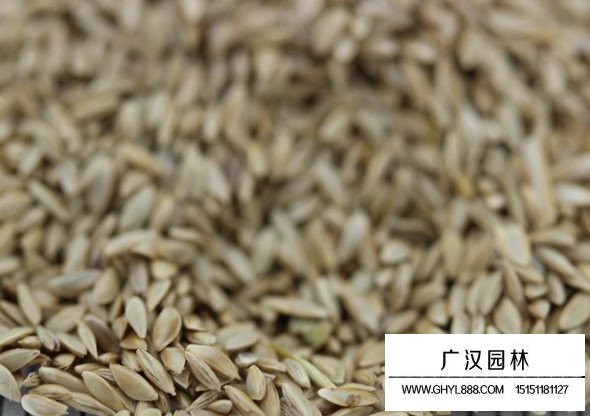 包衣帶殼狗牙根種子(圖2)
