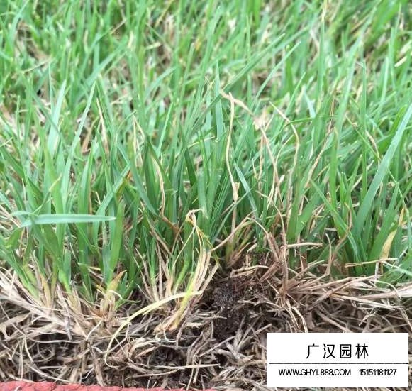 包衣帶殼狗牙根種子(圖3)