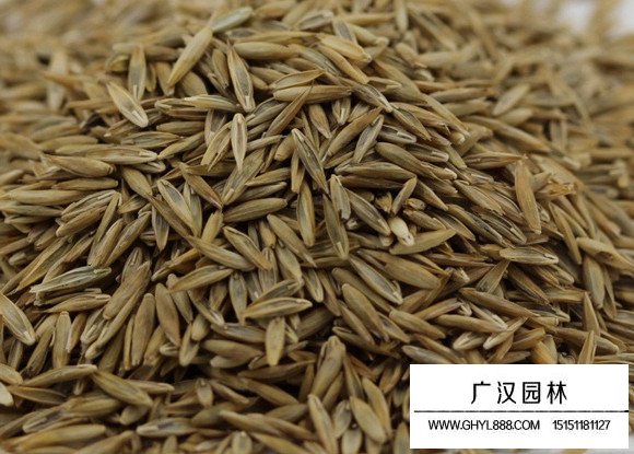 包衣高羊茅種子(圖1)