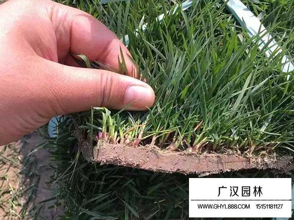 包衣高羊茅種子(圖3)
