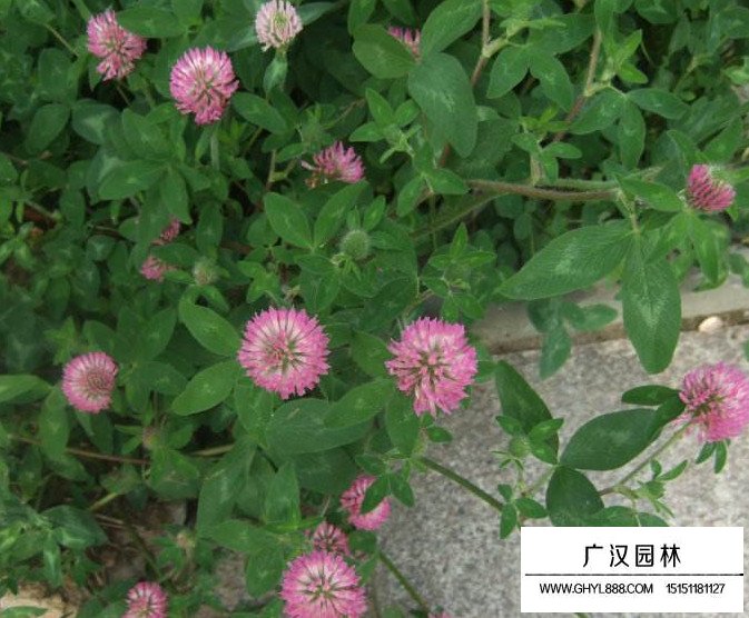 包衣紅三葉種子(圖4)