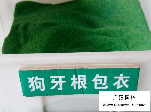 包衣去殼狗牙根(圖1)