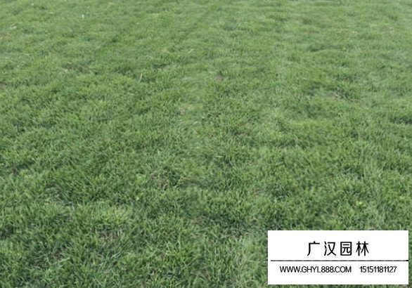 包衣去殼狗牙根(圖3)