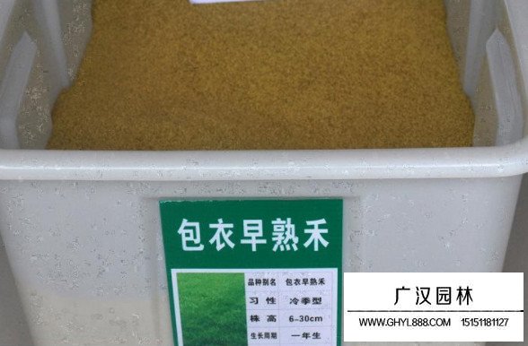 包衣早熟禾種子(圖1)