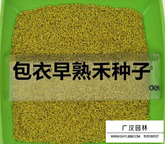 包衣早熟禾種子(圖2)