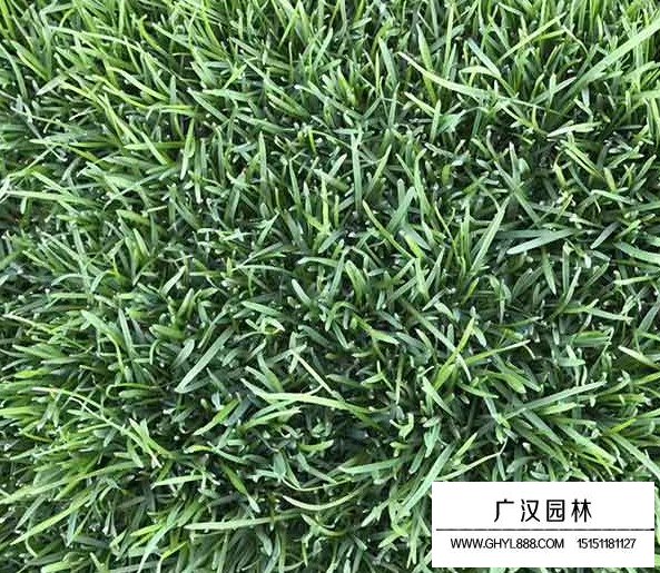 包衣早熟禾種子(圖3)