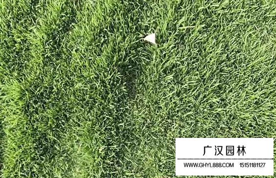 包衣早熟禾種子(圖4)