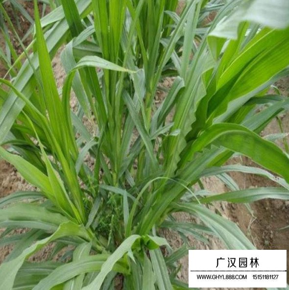 多年生黑麥草種子(圖3)
