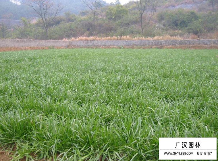 多年生黑麥草種子(圖4)