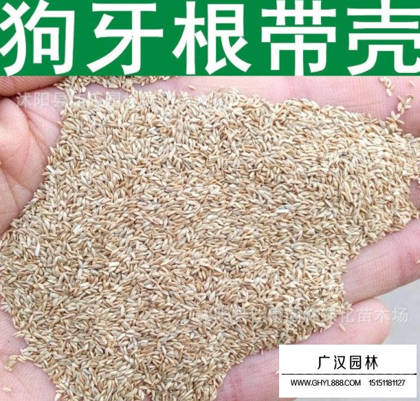 狗牙根帶殼種子(圖1)