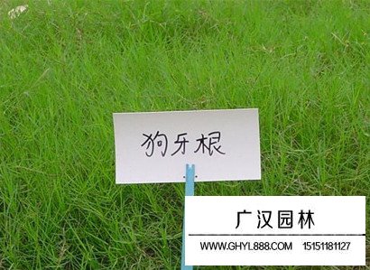 狗牙根帶殼種子(圖4)