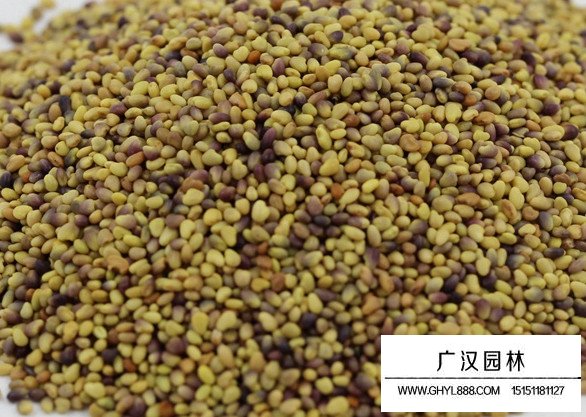 紅三葉種子(圖2)